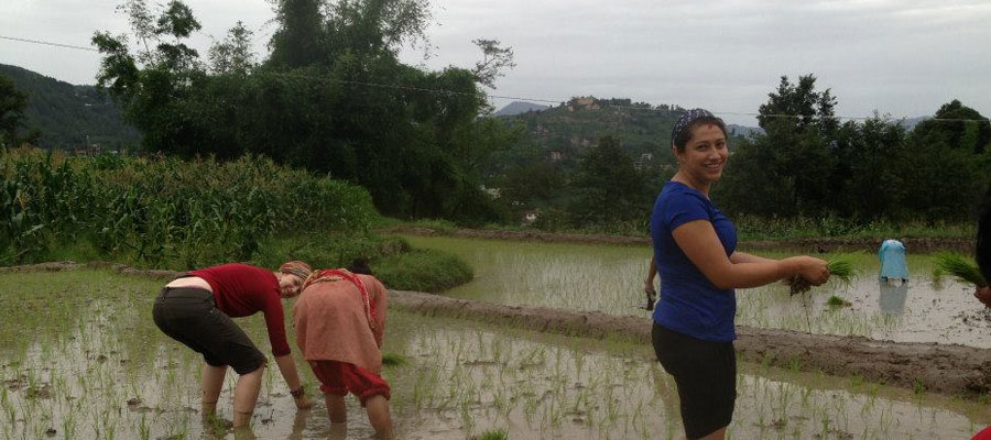 volunteers enjoying in rice field